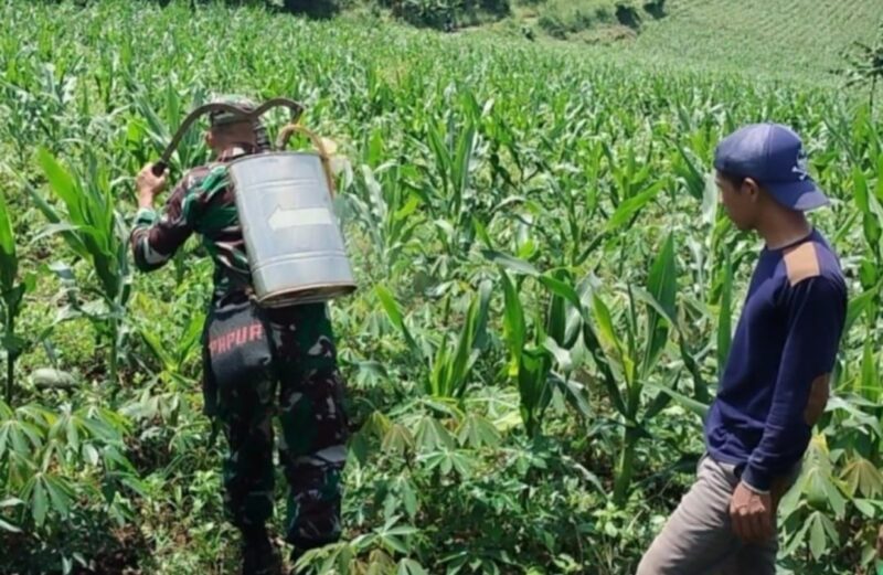 Babinsa Koramil 2209/Lengkong Dampingi Poktan dalam Kegiatan Ketahanan Pangan 1