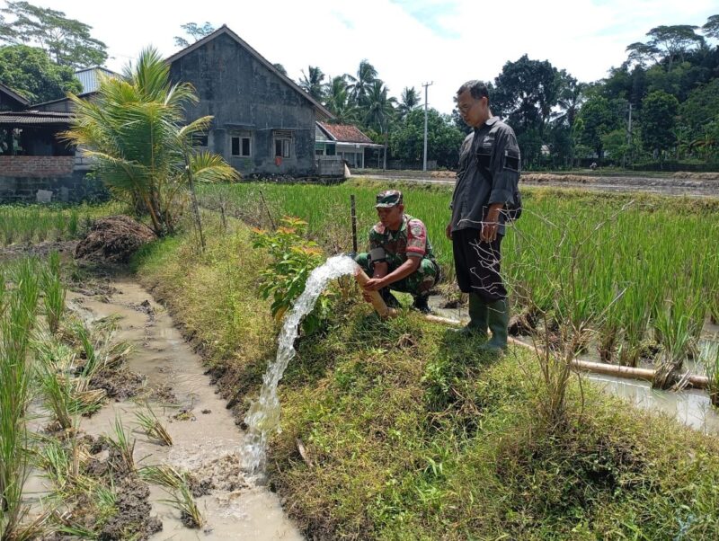 Babinsa Koramil 2212/Tegalbuleud Dampingi Kegiatan Ketahanan Pangan di Desa Sumberjaya
