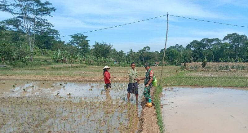 Babinsa Koramil 2208/Nyalindung Dampingi Petani dalam Program Ketahanan Pangan 6