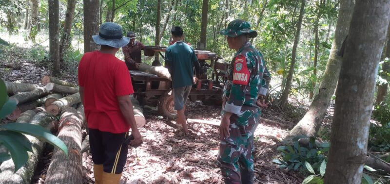 Babinsa Koramil 2215/Ciemas Laksanakan Monitoring Penebangan Kayu di Desa Ciemas 5