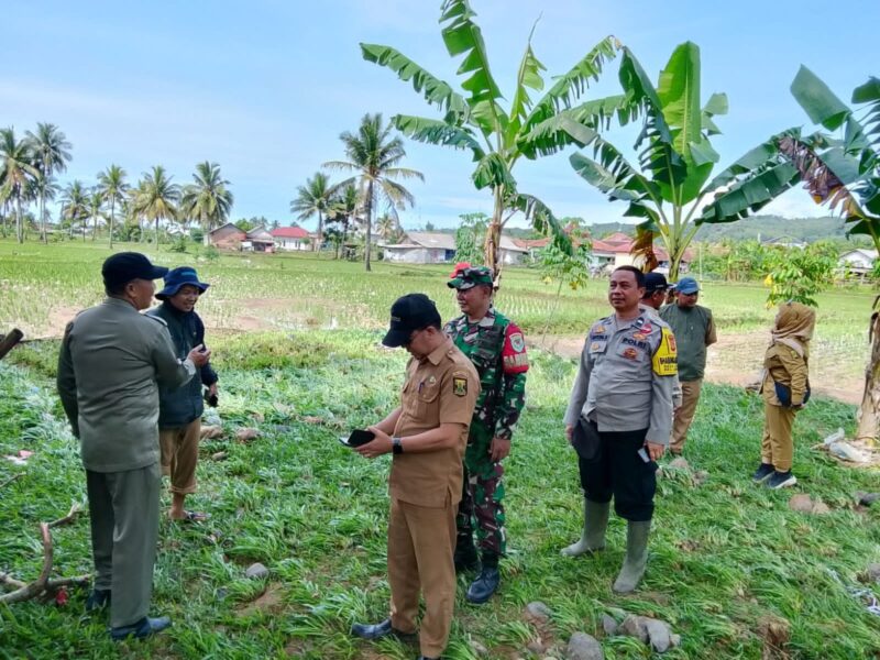 Babinsa Koramil 2201/Cisolok Dampingi Pemantauan Area Pertanian Oleh Dinas Pertanian di Desa Cimaja 3