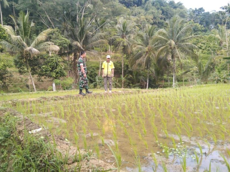 Babinsa Koramil 2214/Surade Dampingi Kegiatan Pertanian di Desa Mangunjaya 11