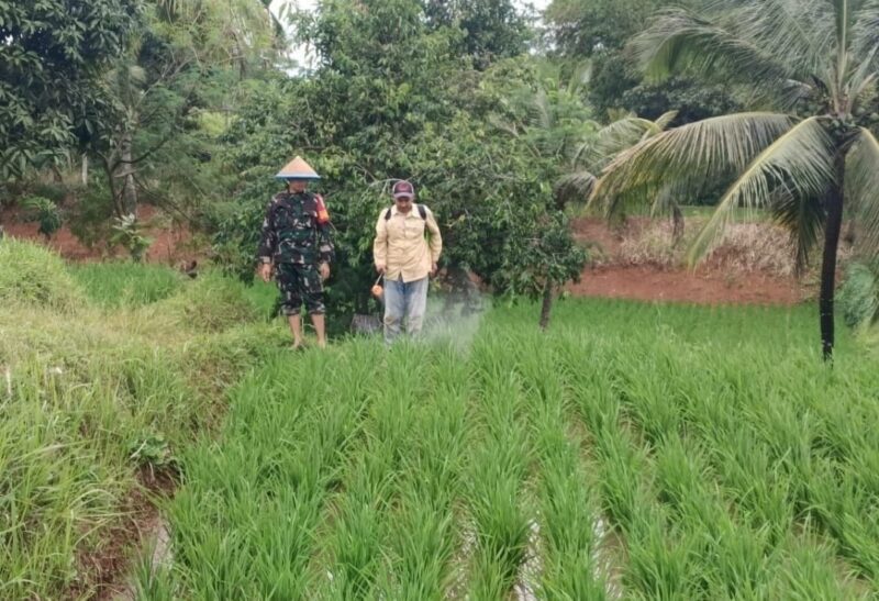 Babinsa Koramil 2209/Lengkong Dampingi Kegiatan Ketahanan Pangan di Desa Tegallega 6