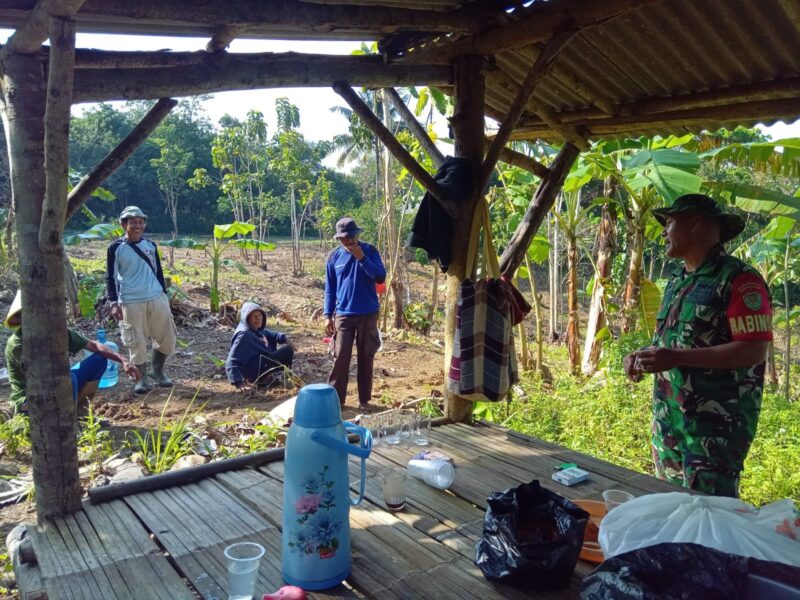 BABINSA KORAMIL 2215/CIEMAS DAMPINGI PENANAMAN PADI GOGO DI DESA CIEMAS 1 BABINSA KORAMIL 2215/CIEMAS DAMPINGI PENANAMAN PADI GOGO DI DESA CIEMAS