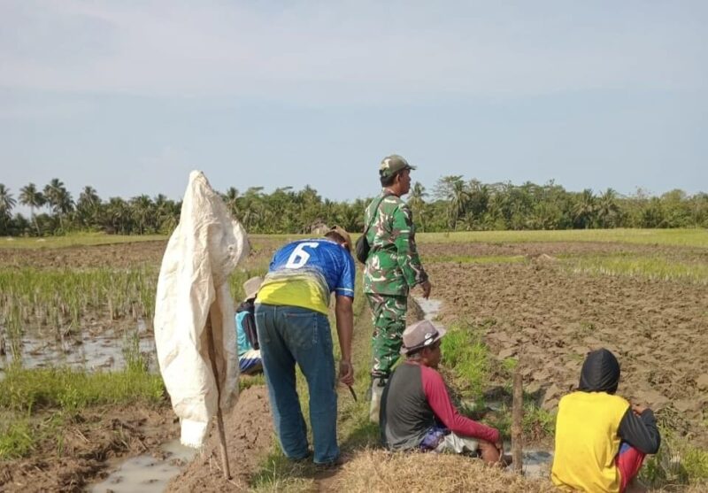 Babinsa Koramil 2212/Tegalbuleud Sumberjaya Dampingi Kegiatan Ketahanan Pangan di Kp. Cikepel 7