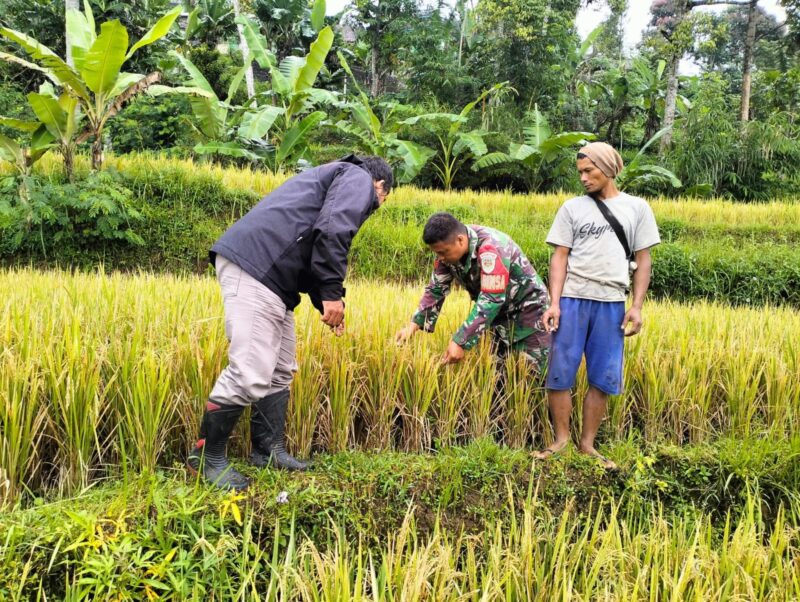 Babinsa Koramil 2206/Parakansalak Dampingi Kegiatan Ketahanan Pangan di Desa Lebaksari 3