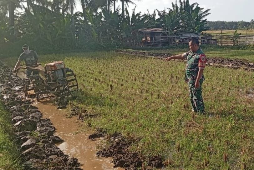Babinsa Koramil 2212/Tegalbuleud Dampingi Poktan dalam Program Ketahanan Pangan 6