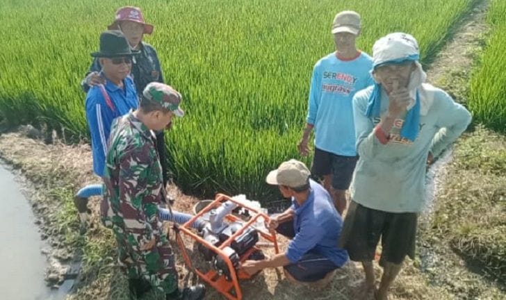 Babinsa Koramil 2212/Tegalbuleud Dampingi Kegiatan Ketahanan Pangan di Desa Nangela 5
