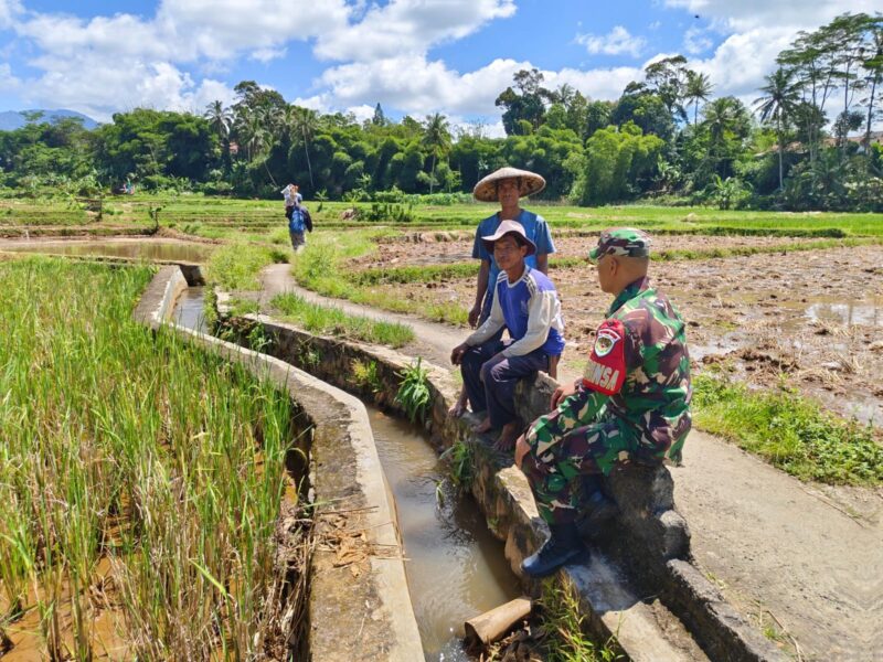 Babinsa Koramil 2206/Parakansalak Dampingi Petani Wujudkan Ketahanan Pangan di Desa Bojonglongok 10