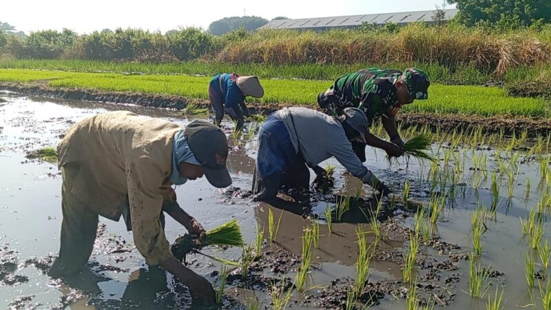 Babinsa Koramil 2212/Tegalbuleud Dampingi Kegiatan Hanpangan di Desa Sirnamekar 2