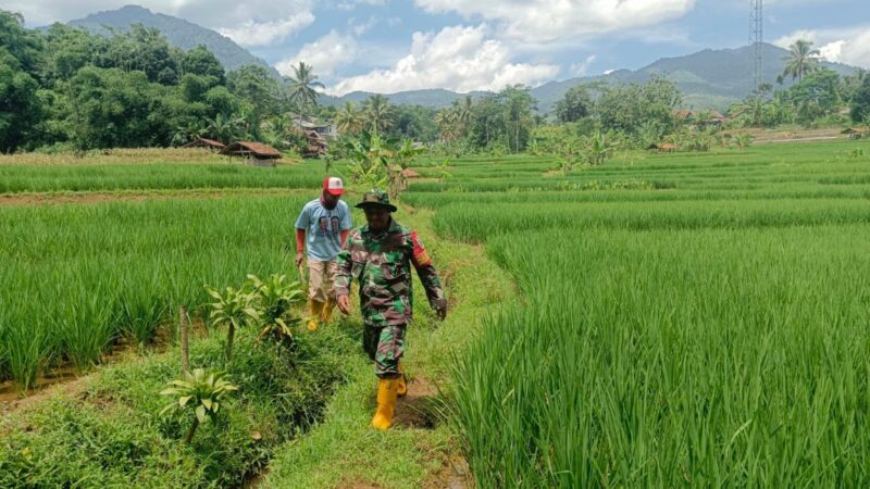 Babinsa Koramil 2206/Parakansalak Dampingi Poktan dalam Program Ketahanan Pangan di Desa Sukakersa 2
