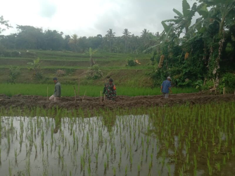 Babinsa Koramil 2210/Pabuaran Laksanakan Monitoring dan Pembuatan Saluran Air di Desa Sirnasari 5