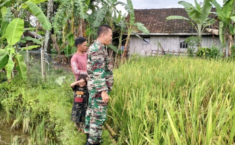 Babinsa Koramil 2212/Tegalbuleud Giat Pendampingan Hanpangan Poktan Desa Buniasih 2