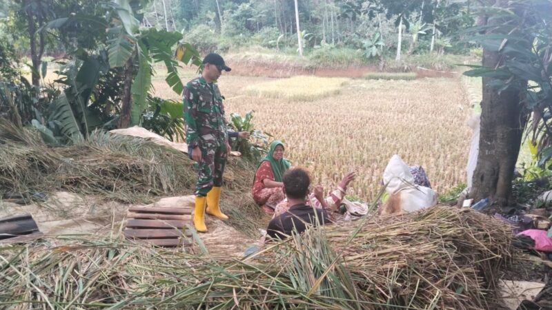Babinsa Koramil 2209/Lengkong Giat Pendampingan Ketahanan Pangan Desa Tegallega 1