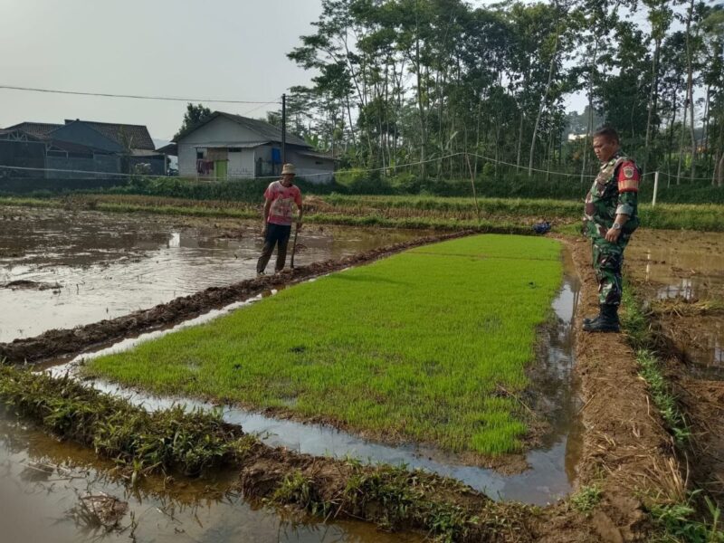 Babinsa Koramil 2207/Jampangtengah Giat Hanpangan Desa Cimerang 11