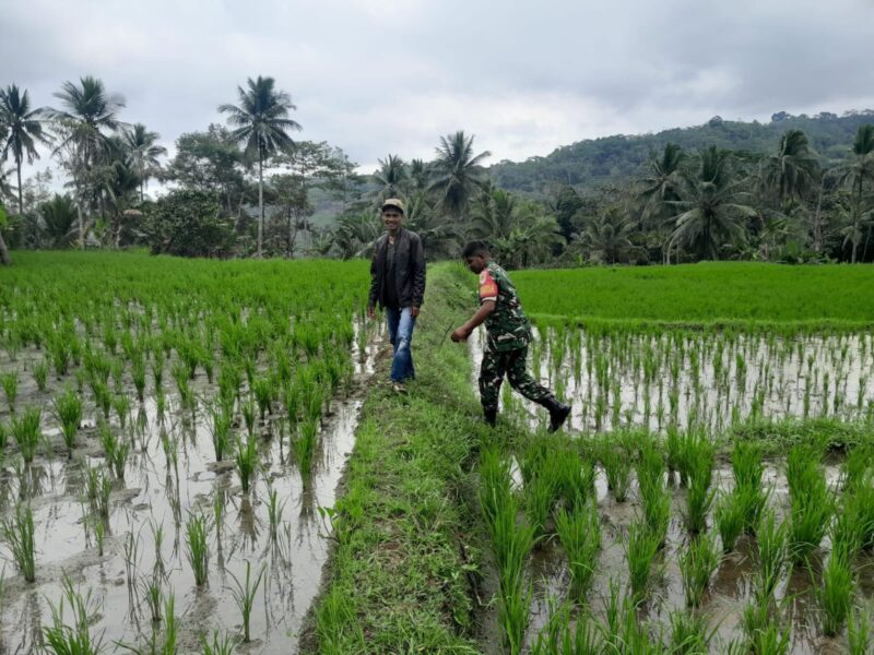 Babinsa Koramil 2212/Tegalbuleud Dampingi Kegiatan Ketahanan Pangan Poktan Desa Sirnamekar 7