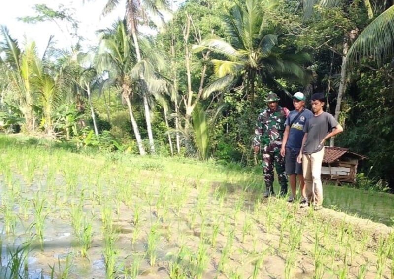 Babinsa Koramil 2212/Tegalbuleud Dampingi Kegiatan Ketahanan Pangan di Desa Bangbayang 5