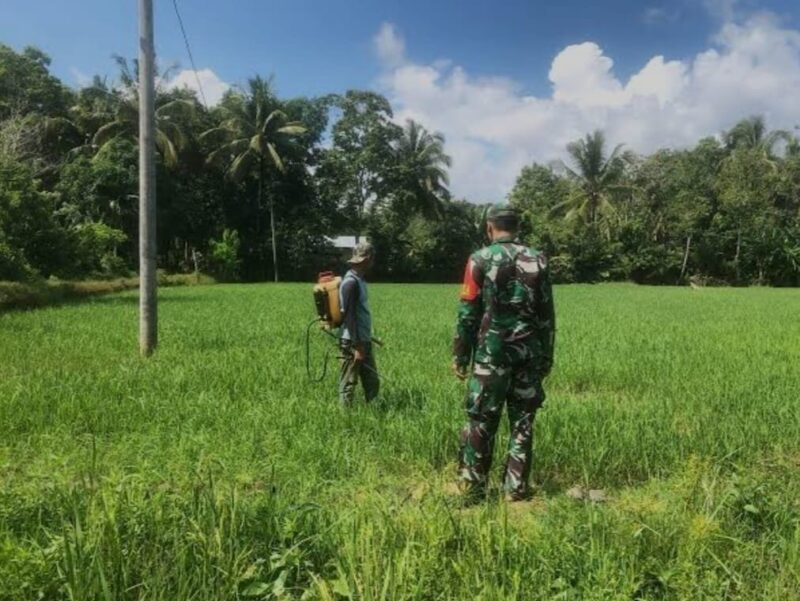 Babinsa Koramil 2212/Tegalbuleud Laksanakan Pendampingan Hanpangan kepada Poktan di Desa Bangbayang 3