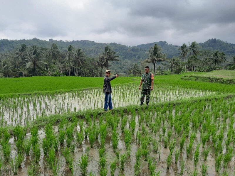Babinsa Sirnamekar Koramil 2212/Tegalbuleud Dampingi PPL dalam Kegiatan Hanpangan Bersama Poktan 3