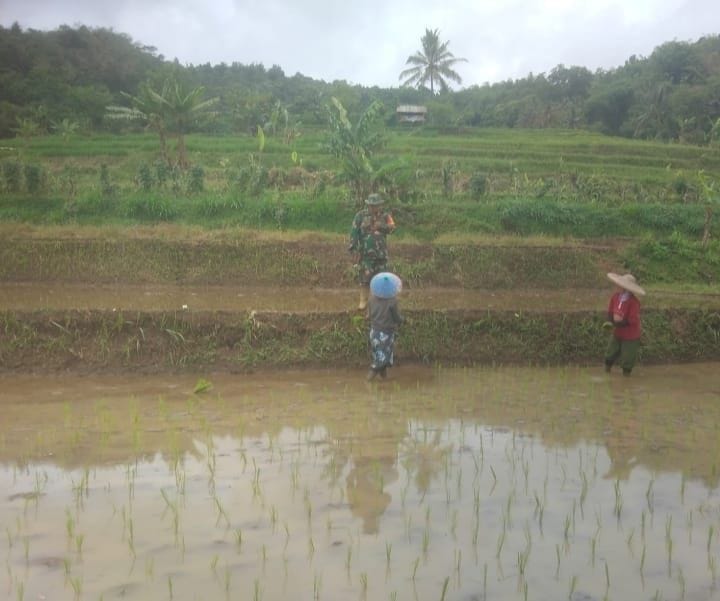Babinsa Koramil 2210/Pabuaran Sertu Riyadi Dukung Kegiatan Pertanian di Desa Sirnasari, Kecamatan Pabuaran