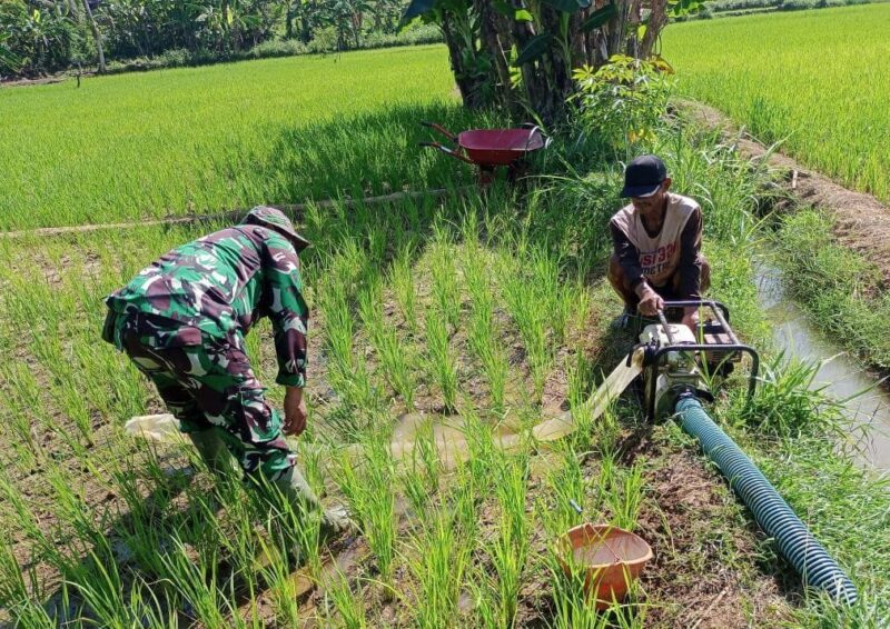 Babinsa Koramil 2212/Tegalbuleud Dampingi Penyaluran Himpunan Pangan Desa Nangela 1