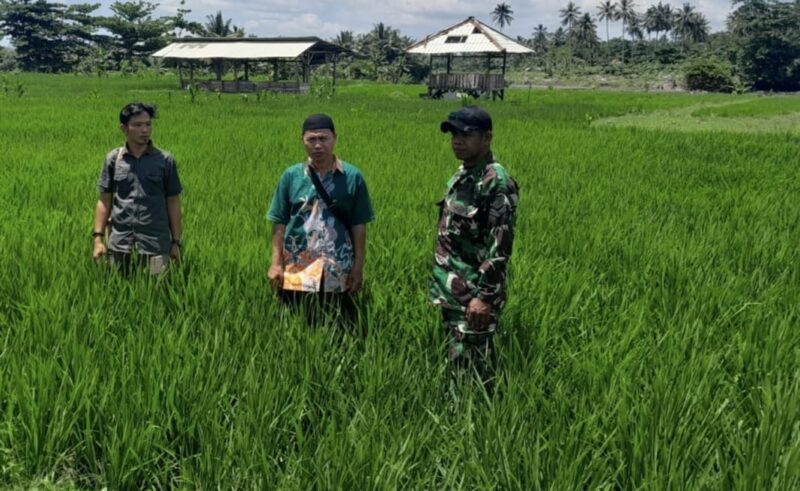 Babinsa Koramil 2212/Tegalbuleud Dampingi Kegiatan Hanpangan Poktan Desa Sirnamekar 2