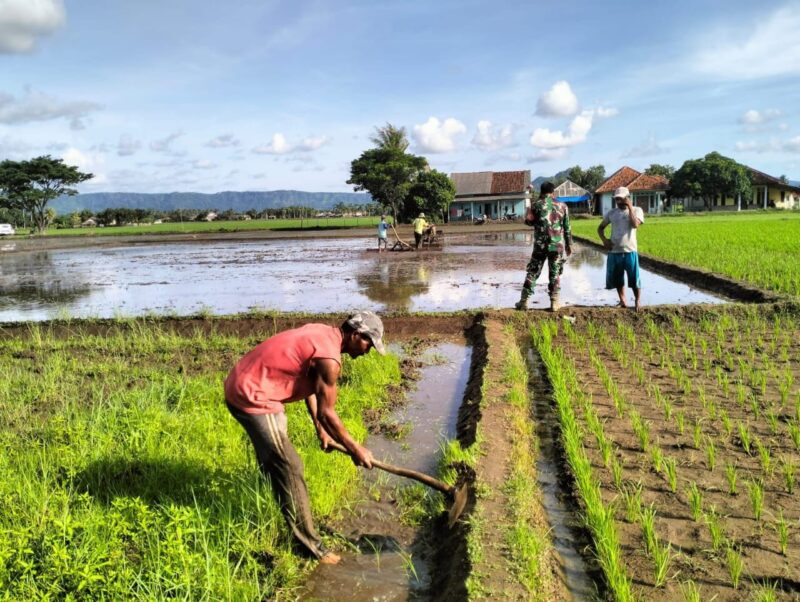 Babinsa Koramil 2215/Ciemas Dampingi Kegiatan Hanpangan Tanam Padi 6