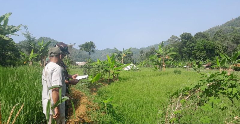 Babinsa Koramil 2201/Cisolok Dampingi Kegiatan Pertanian Desa Gunung Tanjung 2