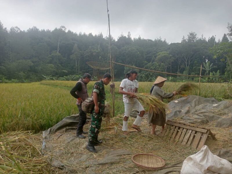 Babinsa Koramil 2213/Jampangkulon Laksanakan Pendampingan Hanpangan 1 Babinsa Koramil 2213/Jampangkulon Laksanakan Pendampingan Hanpangan