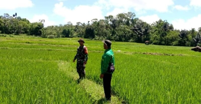 Babinsa Koramil 2209/Lengkong Laksanakan Pendampingan Ketahanan Pangan 9