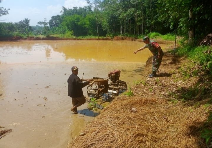 Babinsa Koramil 2210/Pabuaran Laksanakan Pengecekan Pertanian di Desa Ciwalat 1