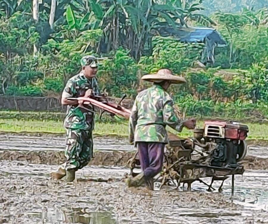 Babinsa Koramil 2207/Jampangtengah Laksanakan Pendampingan Hanpangan Padi 11