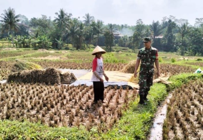 Babinsa Koramil 2206/Parakansalak Laksanakan Pendampingan Ketahanan Pangan 9