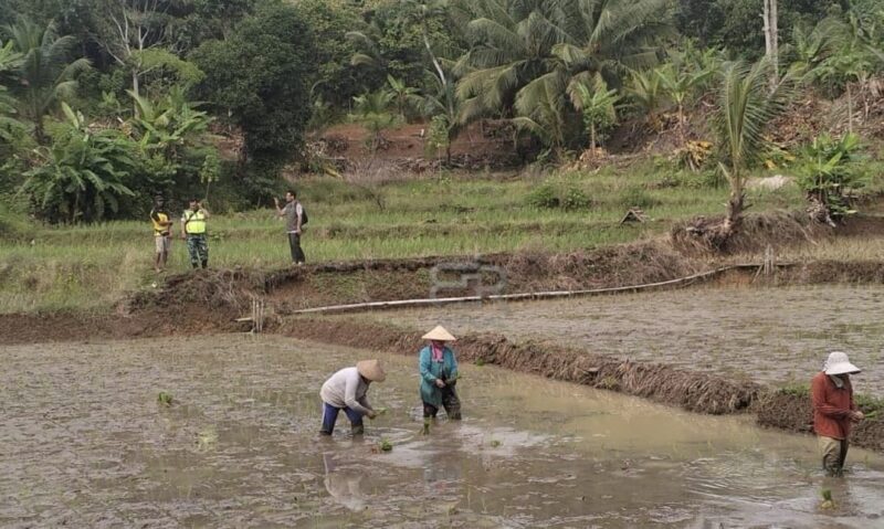 Babinsa Koramil 2212/Tegalbuleud Dampingi Kegiatan Hanpangan di Desa Calingcing