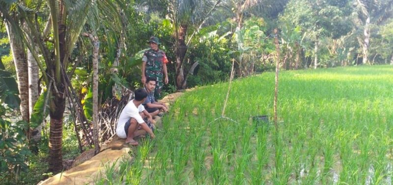 Pendampingan Ketahanan Pangan oleh Babinsa Koramil 2209/Lengkong 4