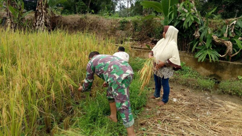 Babinsa Koramil 2212/Tegalbuleud Laksanakan Pendampingan Ketahanan Pangan 1 Babinsa Koramil 2212/Tegalbuleud Laksanakan Pendampingan Ketahanan Pangan