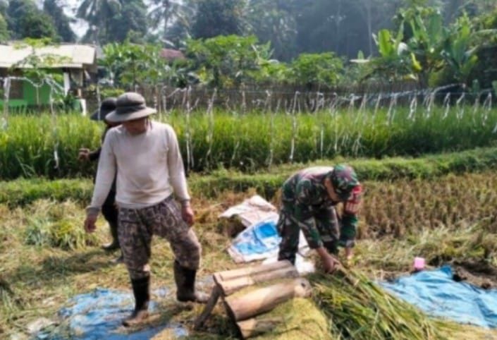 Babinsa Laksanakan Pendampingan Ketahanan Pangan 9