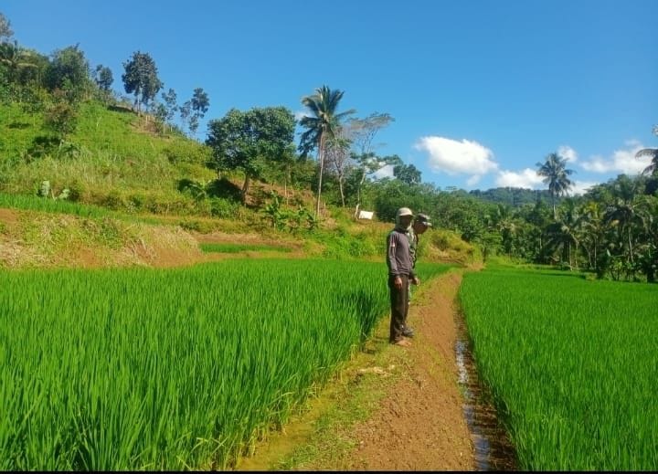 Babinsa Koramil 2210/Pabuaran Laksanakan Pendampingan Hanpangan 3