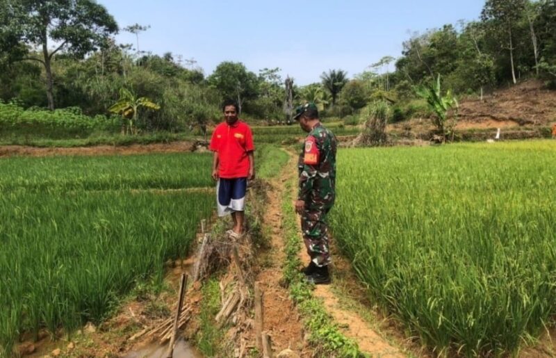Babinsa Koramil 2209/Lengkong Laksanakan Pendampingan Ketahanan Pangan 10