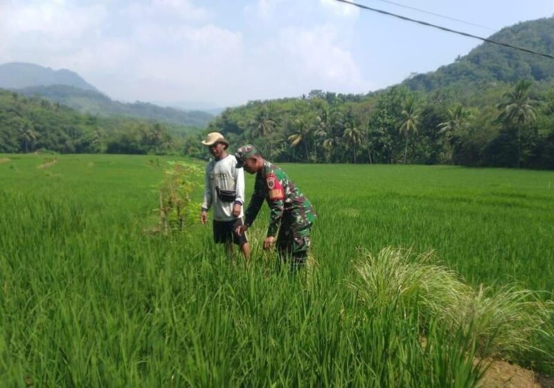 Babinsa Koramil 2207/Jampang Tengah Laksanakan Pendampingan Ketahanan Pangan 7