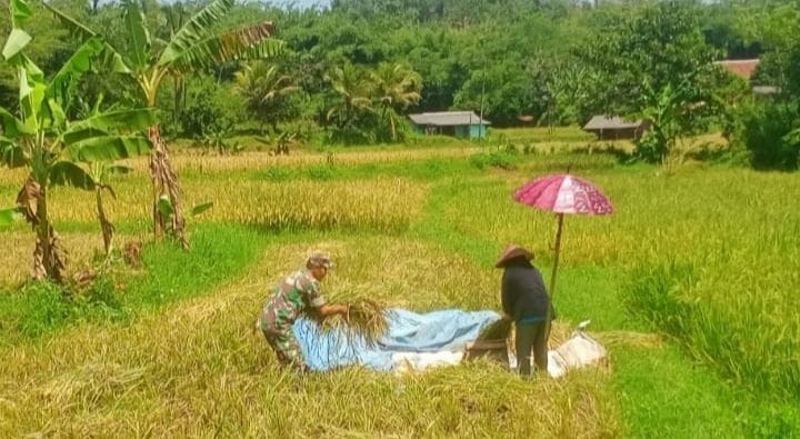 Babinsa Koramil 2210/Pabuaran Laksanakan Pendampingan Hanpangan Pertanian 2