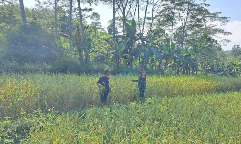 Babinsa Koramil 2207/Jampang Tengah Dampingi Kegiatan Hanpangan di Desa Panumbangan 5