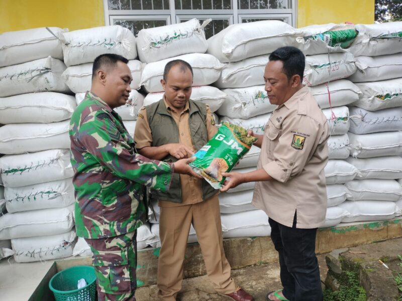 Babinsa Dampingi Penyaluran Bibit Padi 6