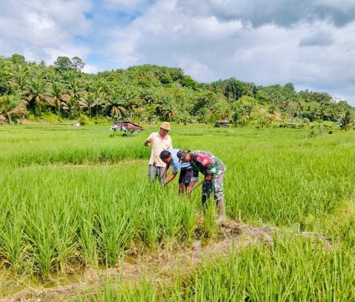 Babinsa Laksanakan Pendampingan Hanpangan Desa Sukamukti 2