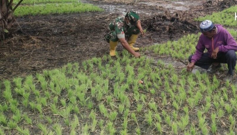 Babinsa Koramil 2212/Tegalbuleud Laksanakan Pendampingan Hanpangan 3