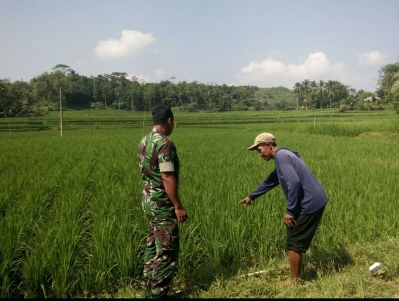 Pendampingan Ketahanan Pangan oleh Babinsa Koramil 2211/Sagaranten 3