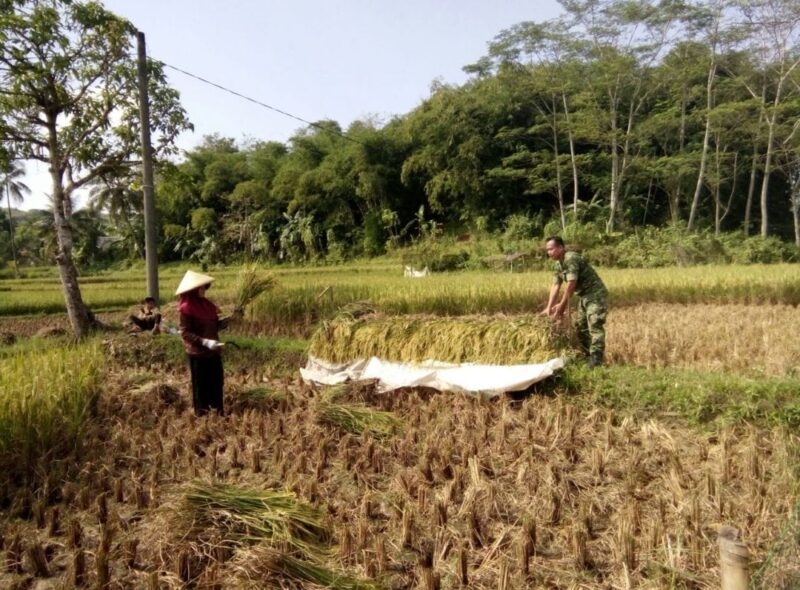 Babinsa Koramil 2211/Sagaranten Laksanakan Pendampingan Ketahanan Pangan 1 Babinsa Koramil 2211/Sagaranten Laksanakan Pendampingan Ketahanan Pangan