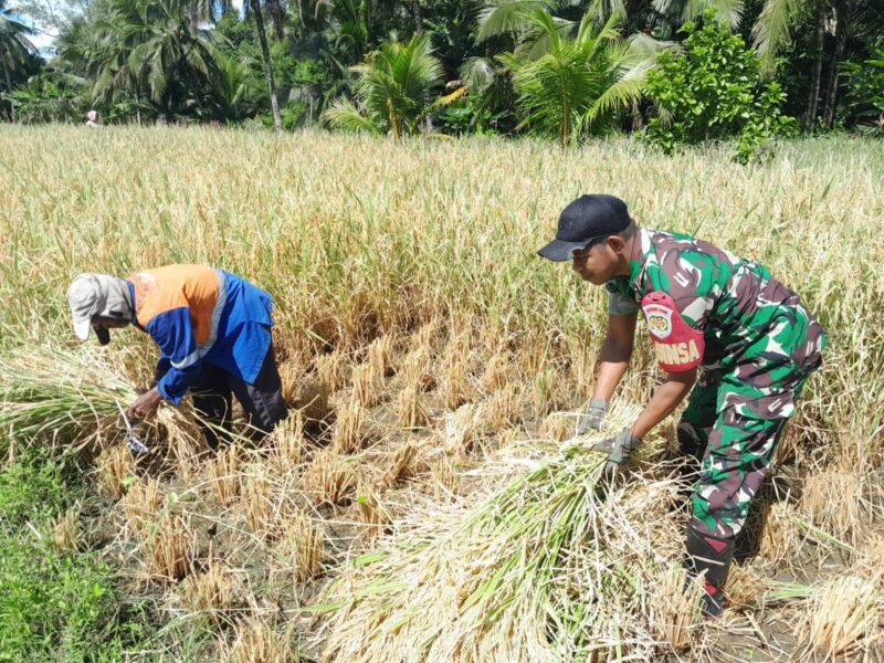 Babinsa Koramil 2212/Tegalbuleud Dampingi Kegiatan Ketahanan Pangan di Desa Sirnamekar 1