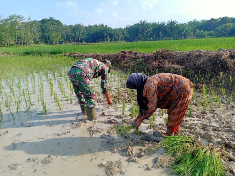 Pendampingan Hanpangan oleh Babinsa Koramil 2212/Tegalbuleud 1 Pendampingan Hanpangan oleh Babinsa Koramil 2212/Tegalbuleud