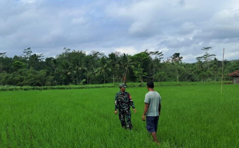 Babinsa Koramil 2207/Jampang Tengah Laksanakan Pendampingan Ketahanan Pangan